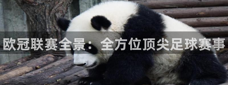 咪咕体育直播平台：欧冠联赛全景：全方位顶尖足球赛事