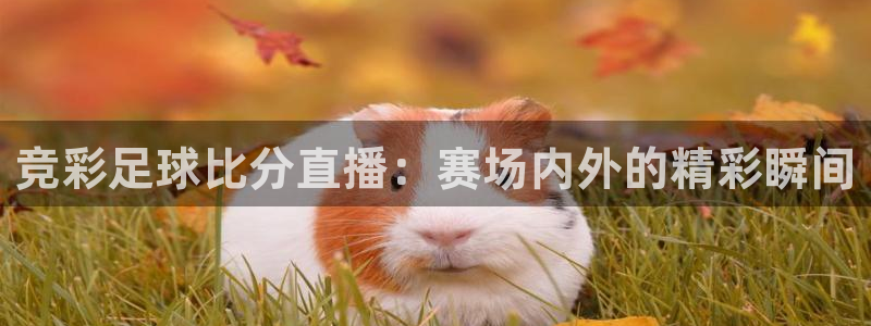 咪咕篮球赛现场直播
